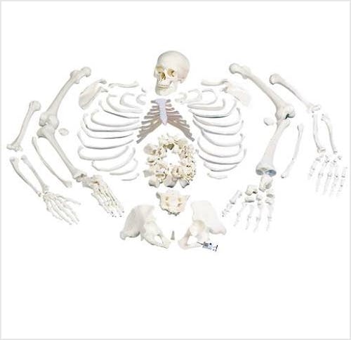 Esqueleto Completo Desarticulado con Craneo de 3 Piezas