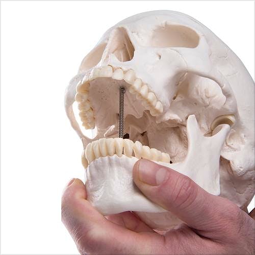 Cráneo Modelo Estándar, 3 Partes
