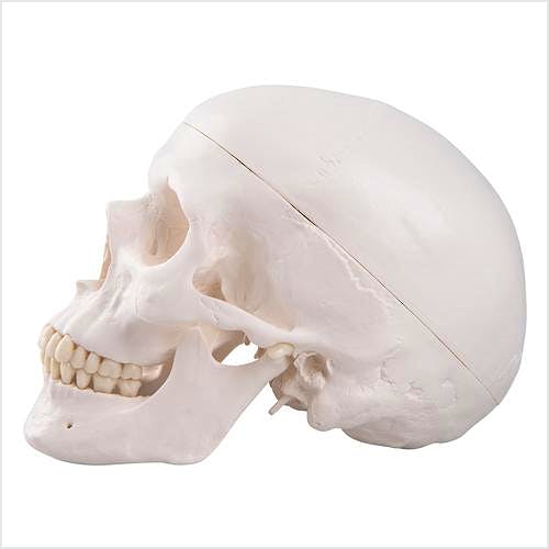 Cráneo Modelo Estándar, 3 Partes