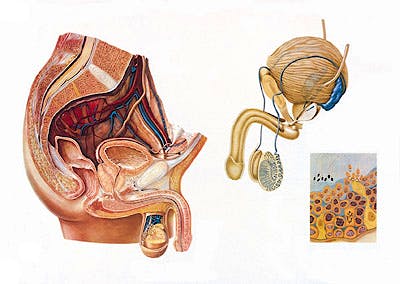 Lámina Órganos Masculinos de la Pelvis (84 x 118 cm)