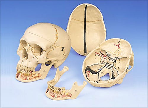 Cráneo Clásico con Mandíbula Abierta, 3 Partes