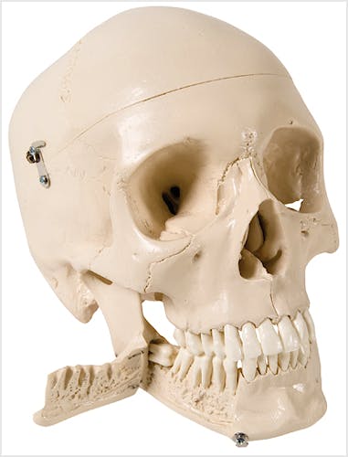 Cráneo Humano con Dientes para Extracción, 4 Partes