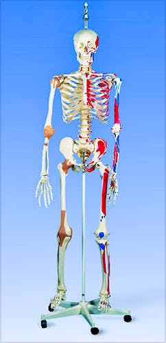 Esqueleto de Lujo con Musculos y Ligamentos con Soporte Colgante 186cm.