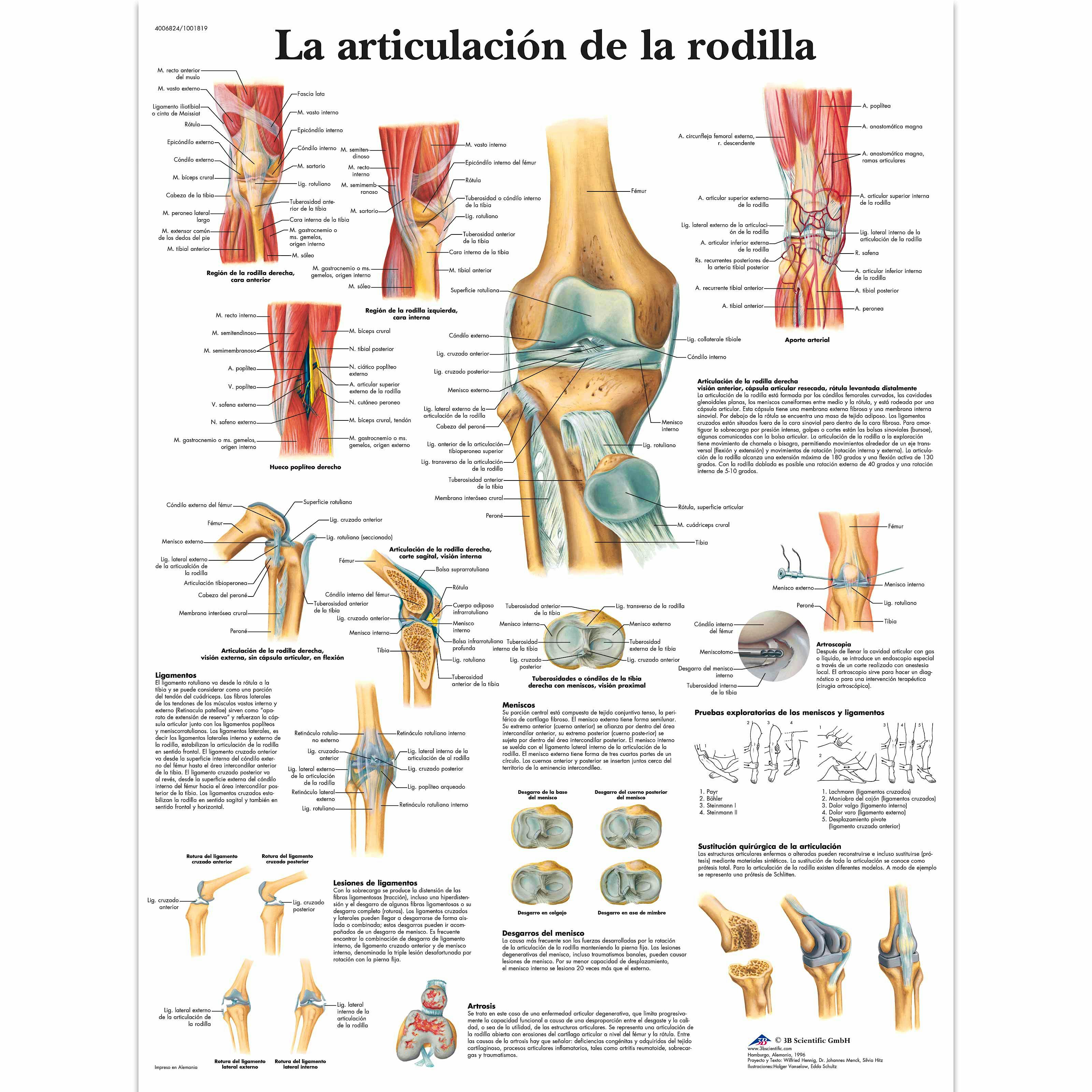 Lámina La Articulación de la Rodilla (formato 50 x 67 cm.)