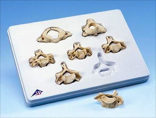 Set de 7 Vértebras Cervicales