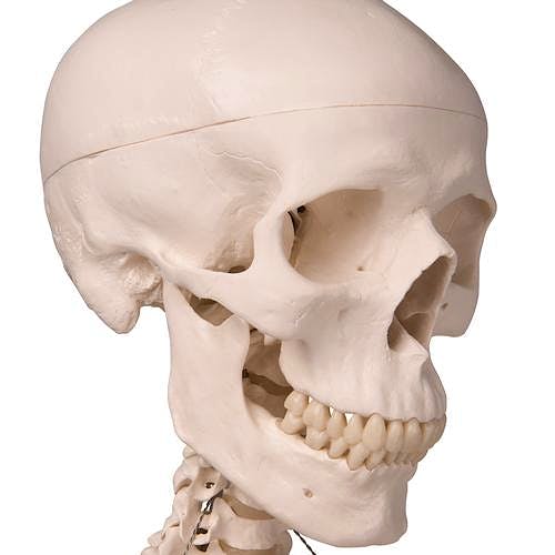 Esqueleto Estándar con Soporte Colgante 186 cm.
