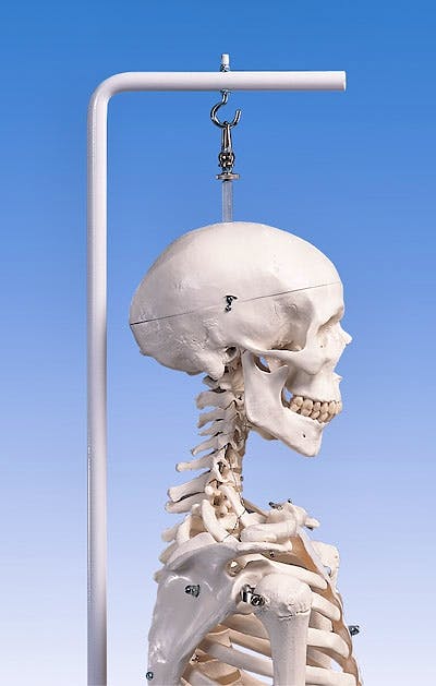 Esqueleto Estándar con Soporte Colgante 186 cm.