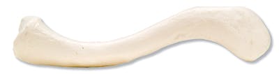 Clavicula