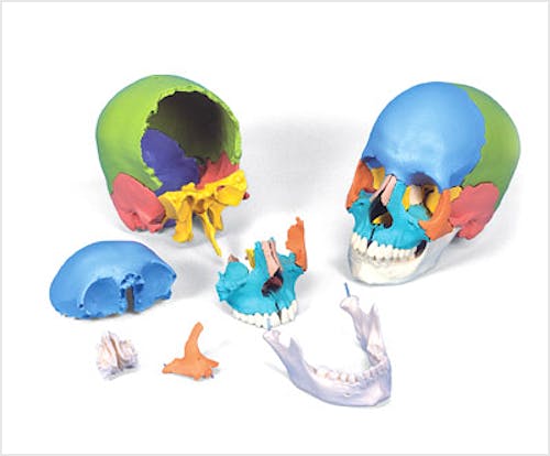 Cráneo Desmontable, 22 Piezas, Versión Didáctica (en Colores)