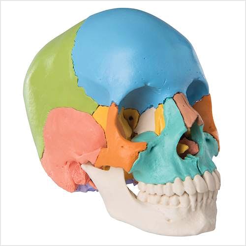 Cráneo Desmontable, 22 Piezas, Versión Didáctica (en Colores)