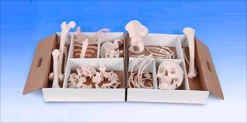 Medio Esqueleto Desarticulado, Mano y Pie Articulados con Nylon