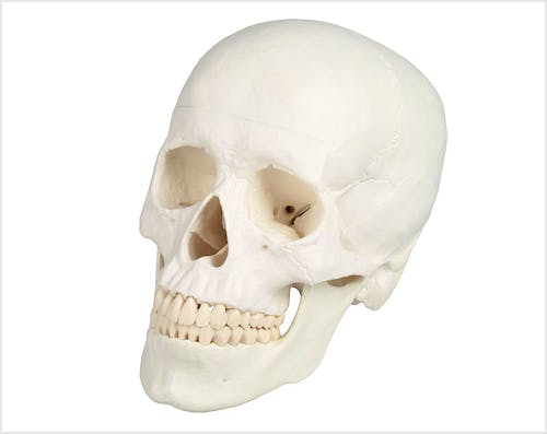Cráneo, 3 Partes