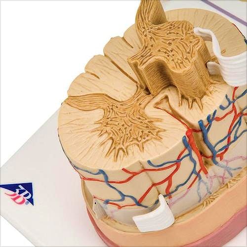 Médula Espinal con Terminaciones Nerviosas