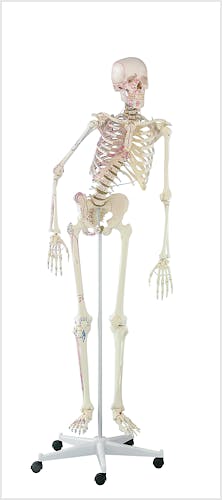 Esqueleto con Columna Vertebral Móvil y Músculos Pintados "Peter"