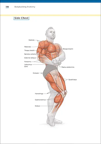 Portada del libro 9781718225985 Bodybuilding Anatomy