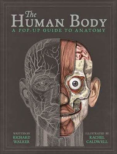 Portada del libro 9781787410589 The Human Body. A Pop-Up Guide to Anatomy