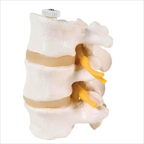 3 Vértebras Lumbares Flexibles