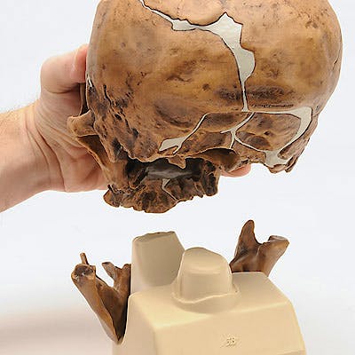 Cráneo Antropológico la Chapelle Aux Saints (Réplica del Cráneo del Homo Neanderthalensis (La Chapelle-Aux-Saints 1)