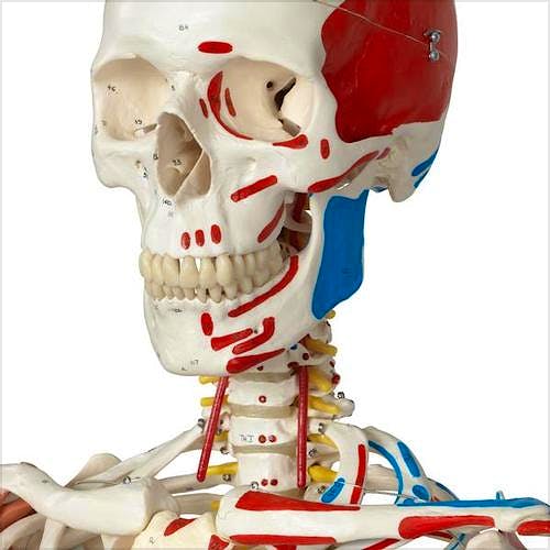 Esqueleto de Lujo con Músculos y Ligamentos con Soporte de Rodillos con Freno 170 cm.