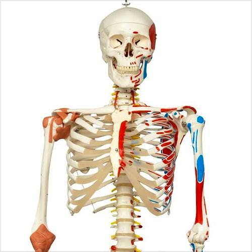 Esqueleto de Lujo con Músculos y Ligamentos con Soporte de Rodillos con Freno 170 cm.