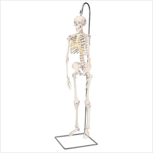 Mini Esqueleto Shorty sobre Soporte Colgante (94 cm.)