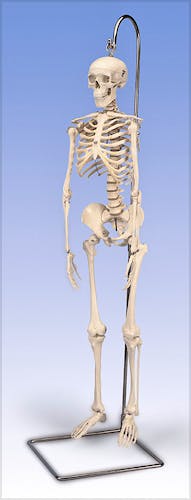 Mini Esqueleto Shorty sobre Soporte Colgante (94 cm.)