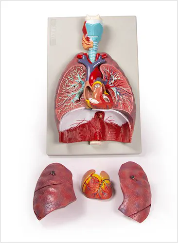 Pulmones, Corazón y Faringe, 7 partes
