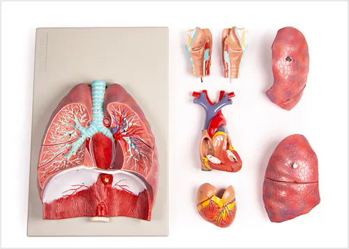 Pulmones, Corazón y Faringe, 7 partes