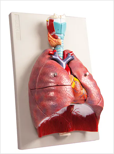 Pulmones, Corazón y Faringe, 7 partes