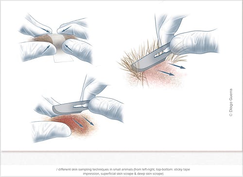 Portada del libro 9782919801022 Clinical Pathology Flashcards – Under the Microscope Series - Companion to MiniVet Guide