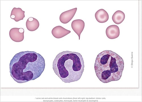 Portada del libro 9782919801022 Clinical Pathology Flashcards – Under the Microscope Series - Companion to MiniVet Guide