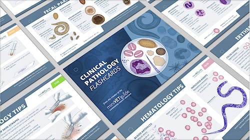 Portada del libro 9782919801022 Clinical Pathology Flashcards – Under the Microscope Series - Companion to MiniVet Guide
