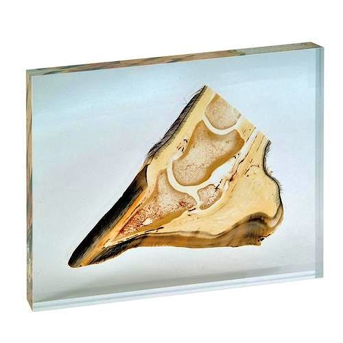 Pezuña de Caballo (Equus Ferus Caballus), Corte Plastinado
