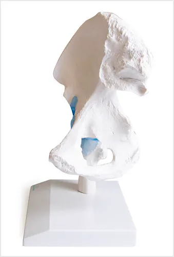 Articulación de la Cadera con Ligamentos, con Soporte