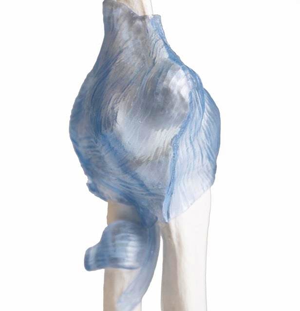 Articulación de Codo con Ligamentos, con Soporte