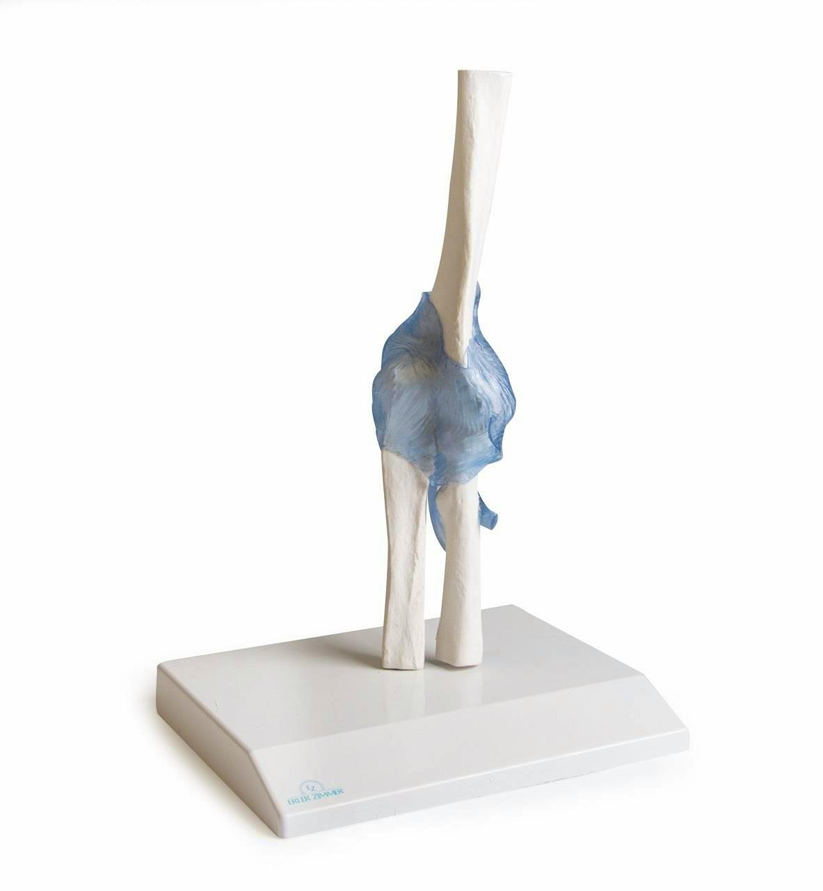 Articulación de Codo con Ligamentos, con Soporte