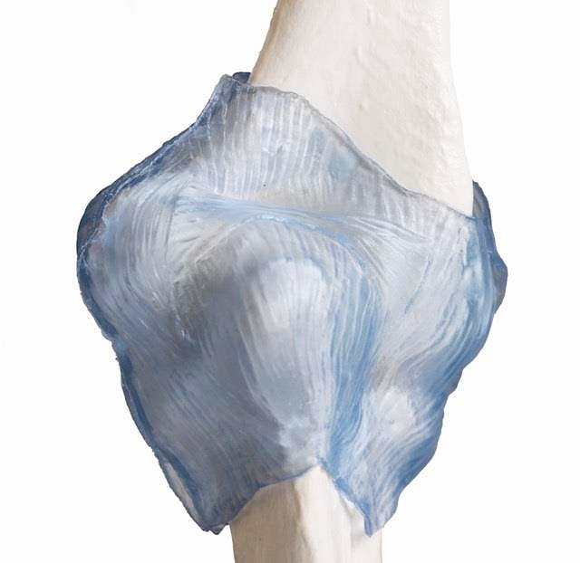 Articulación de Codo con Ligamentos, con Soporte