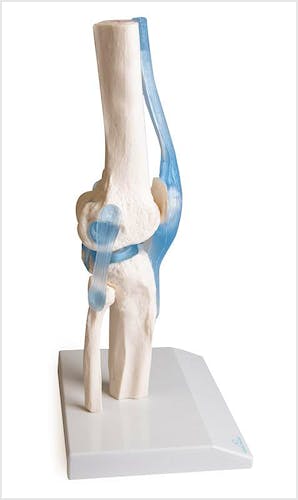 Articulación de Rodilla con Ligamentos, con Soporte