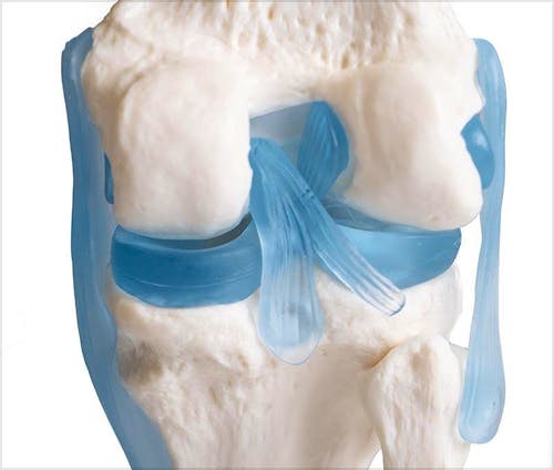 Articulación de Rodilla con Ligamentos, con Soporte