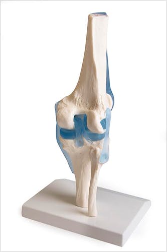 Articulación de Rodilla con Ligamentos, con Soporte