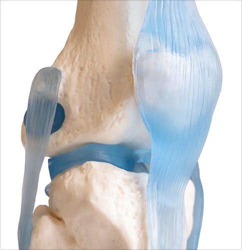 Articulación de Rodilla con Ligamentos, con Soporte
