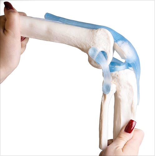 Articulación de Rodilla con Ligamentos, con Soporte