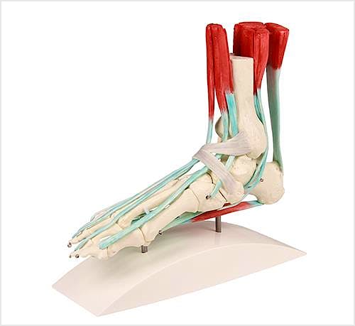 Esqueleto del Pie con Ligamentos