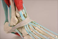 Esqueleto del Pie con Ligamentos
