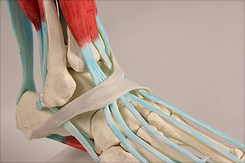 Esqueleto del Pie con Ligamentos