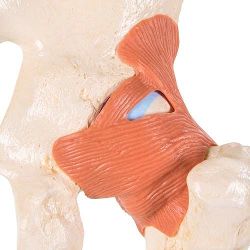 Modelo Funcional de la Articulacion de la Cadera de Lujo
