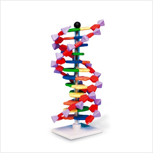 Modelo de Hélice de ADN, Kit de MiniADN, 12 Segmentos