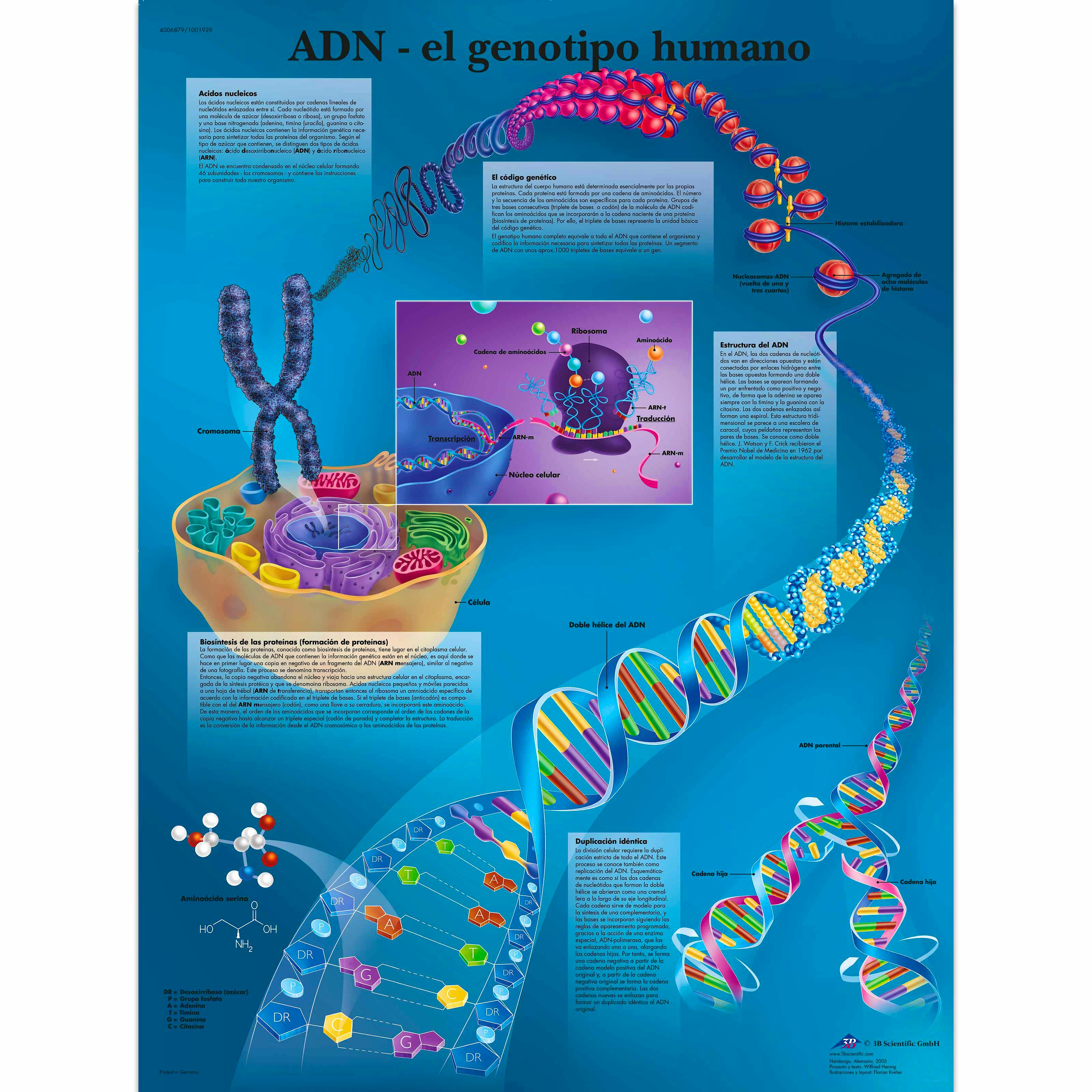 Lamina ADN - el Genotipo Humano (formato 50 x 67 cm)