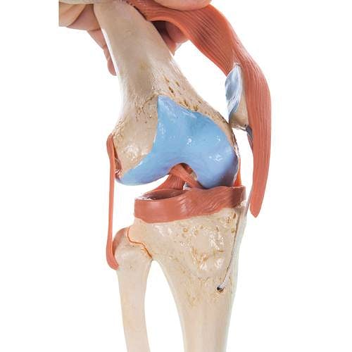 Modelo Funcional de la Articulación de la Rodilla de Lujo