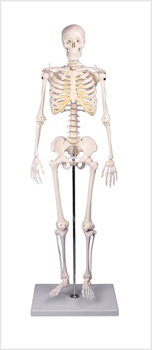 Mini Esqueleto "Tom"